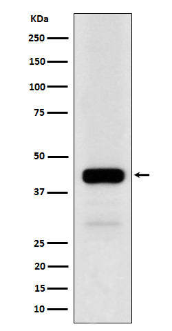 Anti-NFE2 Rabbit Monoclonal Antibody