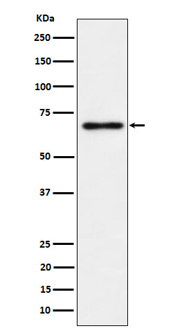 Anti-NR2C2/TR4 Rabbit Monoclonal Antibody