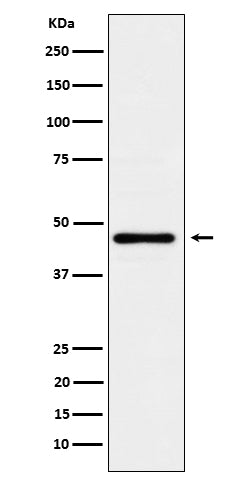 Anti-Lunatic Fringe Rabbit Monoclonal Antibody
