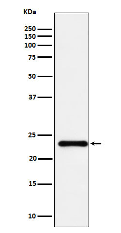 Anti-HSPC150 Rabbit Monoclonal Antibody