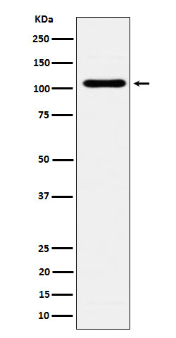 Anti-EXOC2 Rabbit Monoclonal Antibody