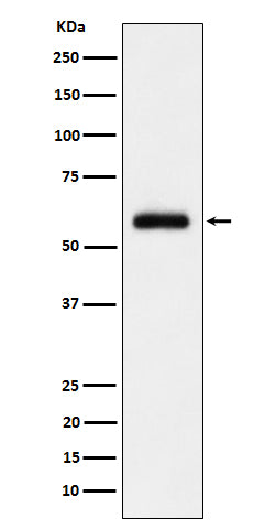 Anti-TFIIE alpha Rabbit Monoclonal Antibody