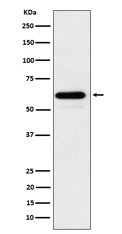 Anti-HRPT2 Rabbit Monoclonal Antibody
