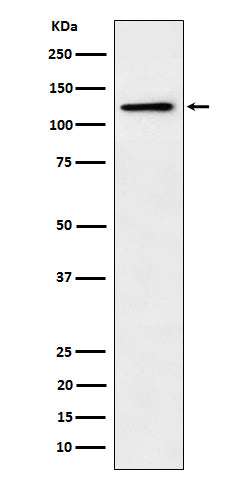 Anti-Palladin Rabbit Monoclonal Antibody