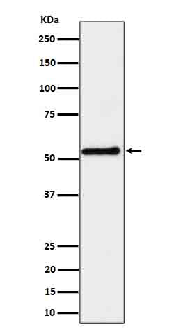 Anti-SHB Rabbit Monoclonal Antibody