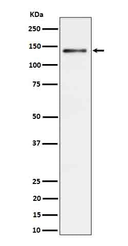 Anti-Ceruloplasmin Rabbit Monoclonal Antibody