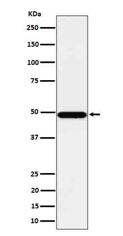 Anti-Tbp7 Rabbit Monoclonal Antibody