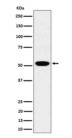 Anti-LAP3 Rabbit Monoclonal Antibody