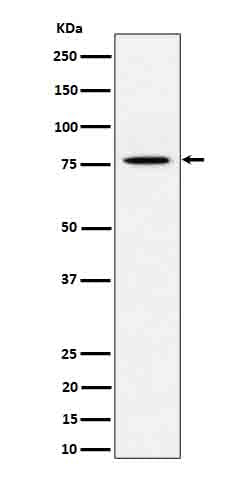 Anti-PSIP1 Rabbit Monoclonal Antibody