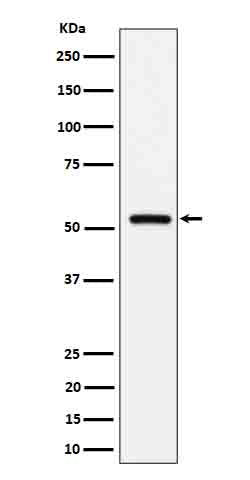 Anti-Fetuin B Rabbit Monoclonal Antibody