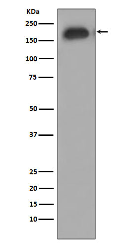 Anti-Phospho-EGFR (Tyr1068) Rabbit Monoclonal Antibody