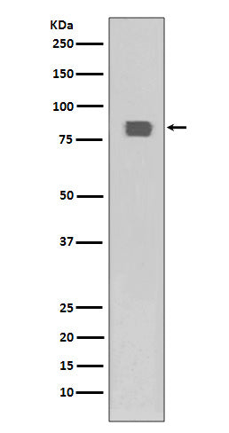 Anti-Phospho-HSF1 (Ser326) Rabbit Monoclonal Antibody