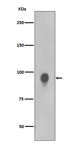 Anti-Phospho-RSK1 p90 (Thr359/Ser363) Rabbit Monoclonal Antibody