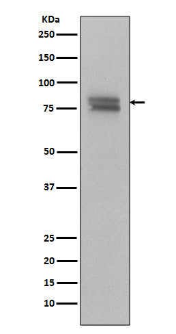 Anti-Phospho-v-Myb + c-Myb (Ser11) Rabbit Monoclonal Antibody