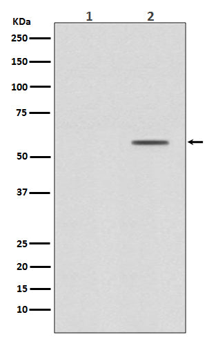 Anti-Phospho-Smad2 (Ser250) Rabbit Monoclonal Antibody