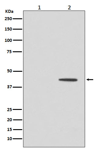Anti-Phospho-MEK1 (Thr292) Rabbit Monoclonal Antibody