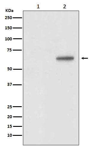 Anti-Phospho-AKT1 (Thr450) Rabbit Monoclonal Antibody