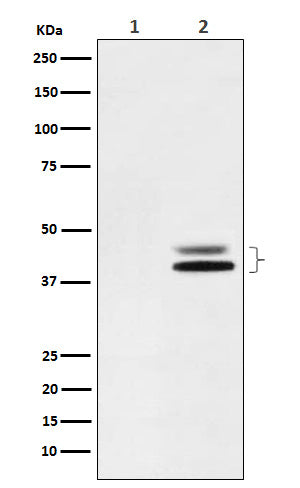 Anti-Phospho-ERK1/2 (Thr202/Thr185) Rabbit Monoclonal Antibody