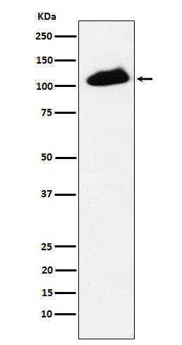 Anti-Phospho-KAP1 (Ser824) Rabbit Monoclonal Antibody