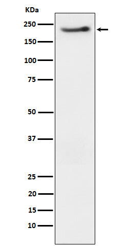 Anti-Phospho-ErbB3 (Tyr1222) Rabbit Monoclonal Antibody
