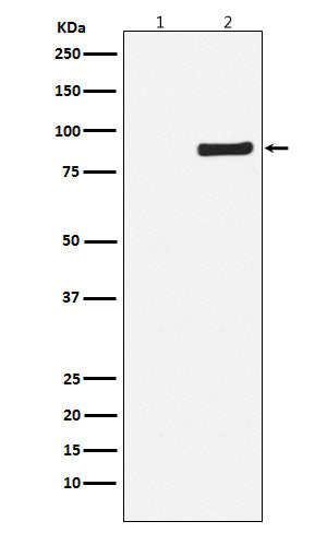 Anti-Phospho-NAK/TBK1 (Ser172) Rabbit Monoclonal Antibody