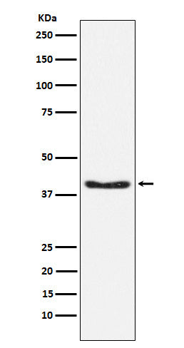 Anti-Phospho-PDHA1 (Ser293) Rabbit Monoclonal Antibody
