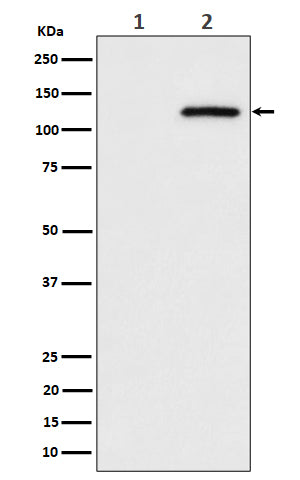 Anti-Phospho-CBL (Ser669) Rabbit Monoclonal Antibody