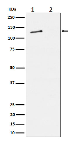 Anti-Phospho-MCM2 (Ser27) Rabbit Monoclonal Antibody