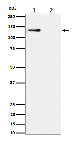 Anti-Phospho-MCM2 (Ser108) Rabbit Monoclonal Antibody