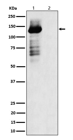 Anti-Phospho-TAOK1/2/3 (Ser181 + Ser181 + Ser177) Rabbit Monoclonal Antibody
