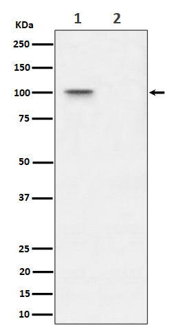 Anti-Phospho-Nucleolin (Thr76) Rabbit Monoclonal Antibody