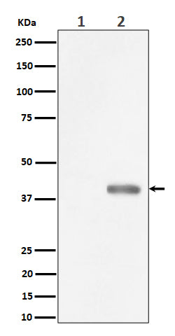 Anti-Phospho-PBK/TOPK (Thr9) Rabbit Monoclonal Antibody