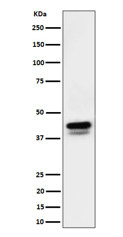Anti-Phospho-c-Jun (Ser73)+JunD (Ser100) Rabbit Monoclonal Antibody