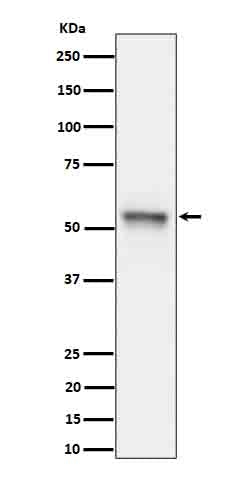 Anti-Phospho-Tau (Ser199) Rabbit Monoclonal Antibody