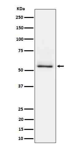 Anti-Phospho-Tau (Ser404) Rabbit Monoclonal Antibody