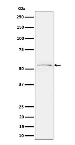 Anti-Phospho-Tau (Ser214) Rabbit Monoclonal Antibody
