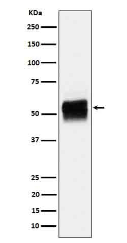 Anti-Phospho-Tau (Ser202) Rabbit Monoclonal Antibody
