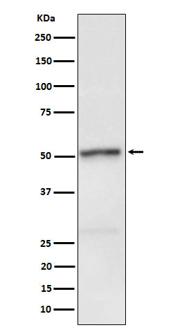 Anti-Phospho-RIP3 (Ser232) Rabbit Monoclonal Antibody