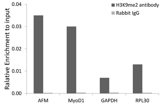 Anti-DiMethyl-Histone H3 (Lys9) Rabbit Monoclonal Antibody