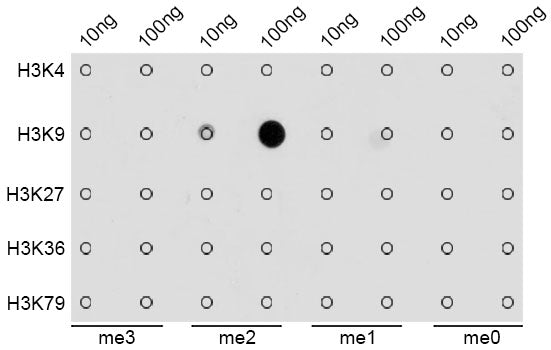 Anti-DiMethyl-Histone H3 (Lys9) Rabbit Monoclonal Antibody