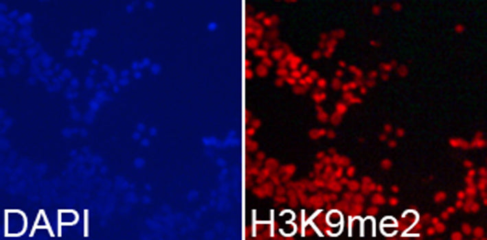 Anti-DiMethyl-Histone H3 (Lys9) Rabbit Monoclonal Antibody
