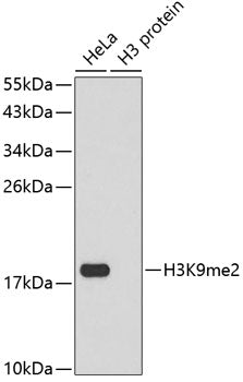 Anti-DiMethyl-Histone H3 (Lys9) Rabbit Monoclonal Antibody