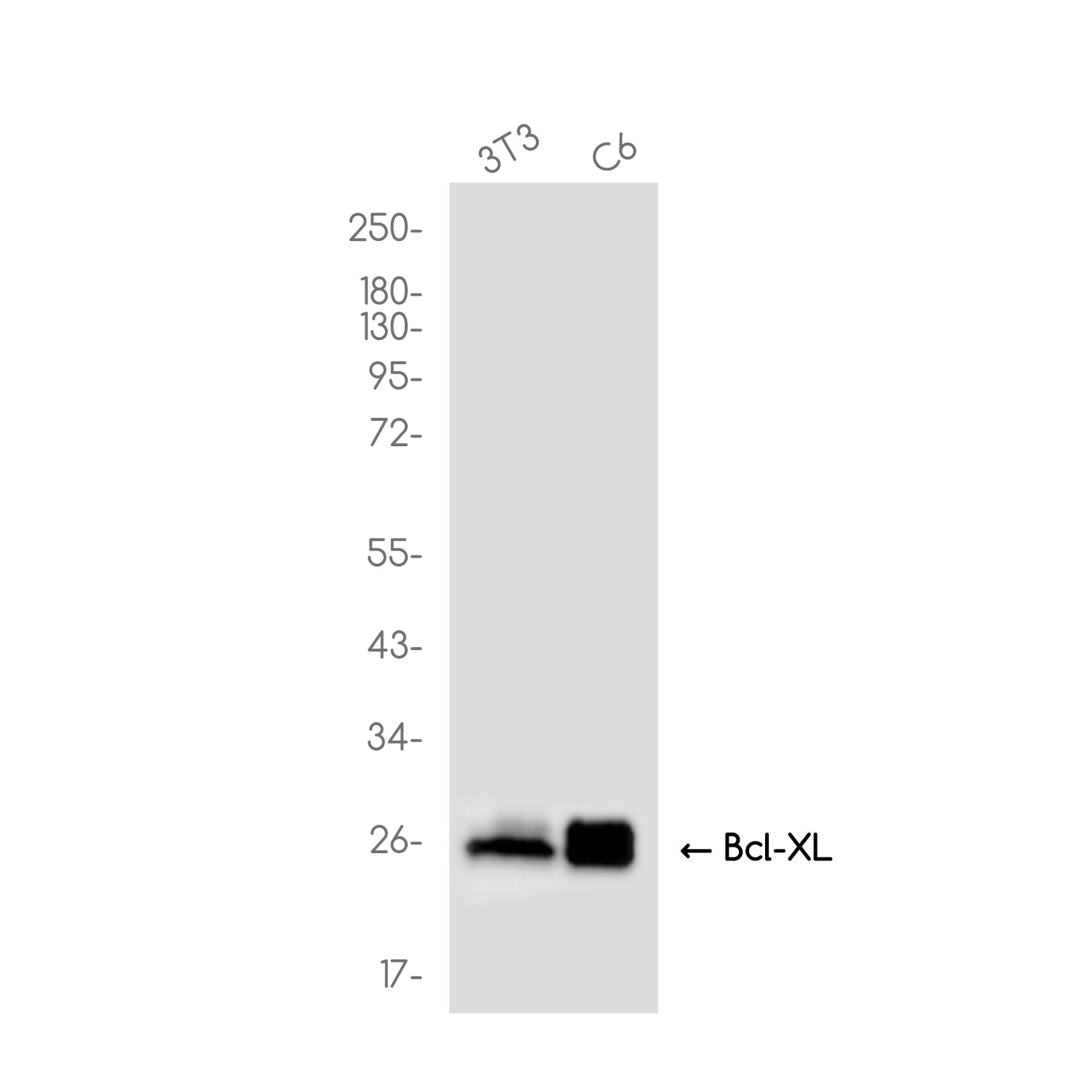Anti-Bcl-XL Rabbit Monoclonal Antibody