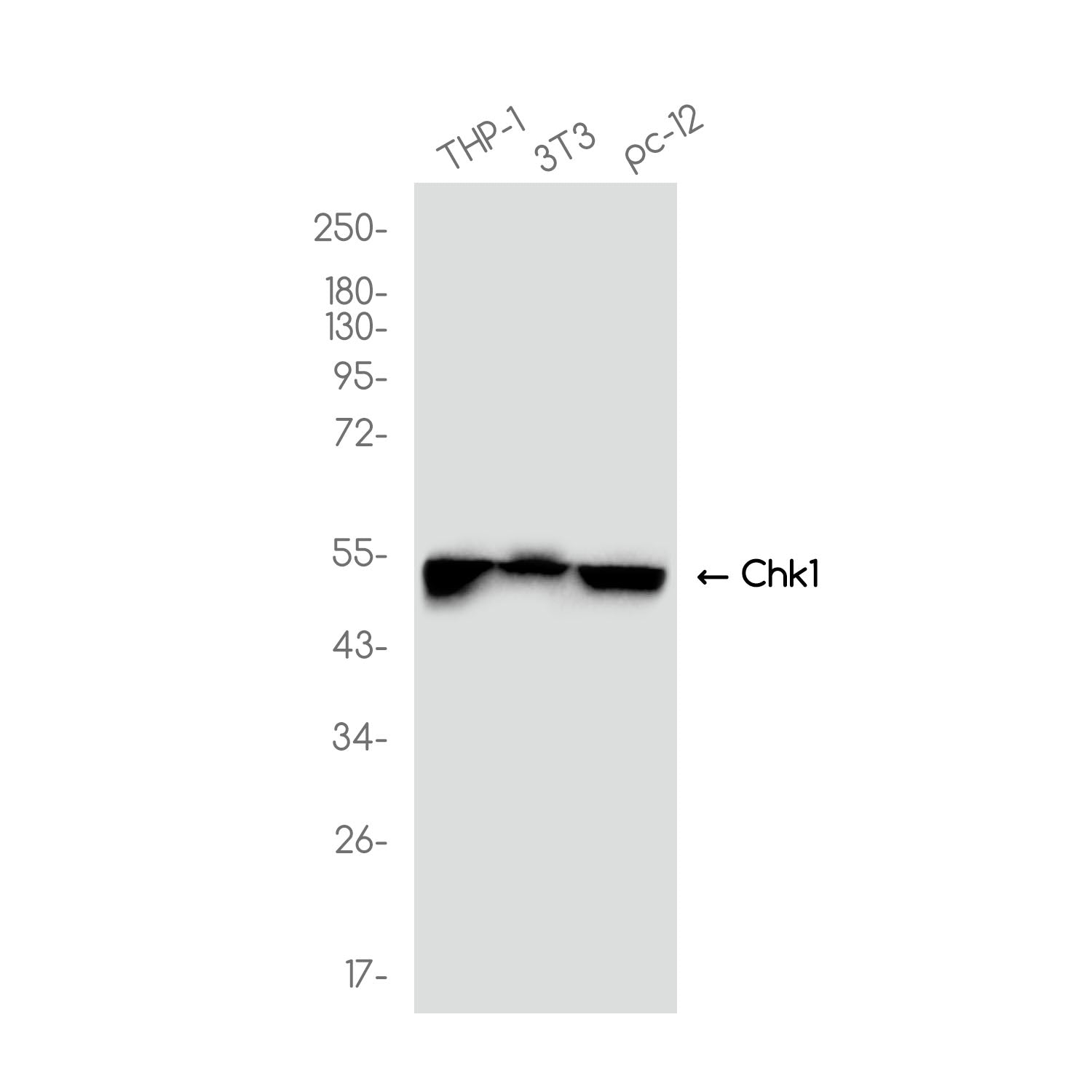 Anti-Chk1 Rabbit Monoclonal Antibody
