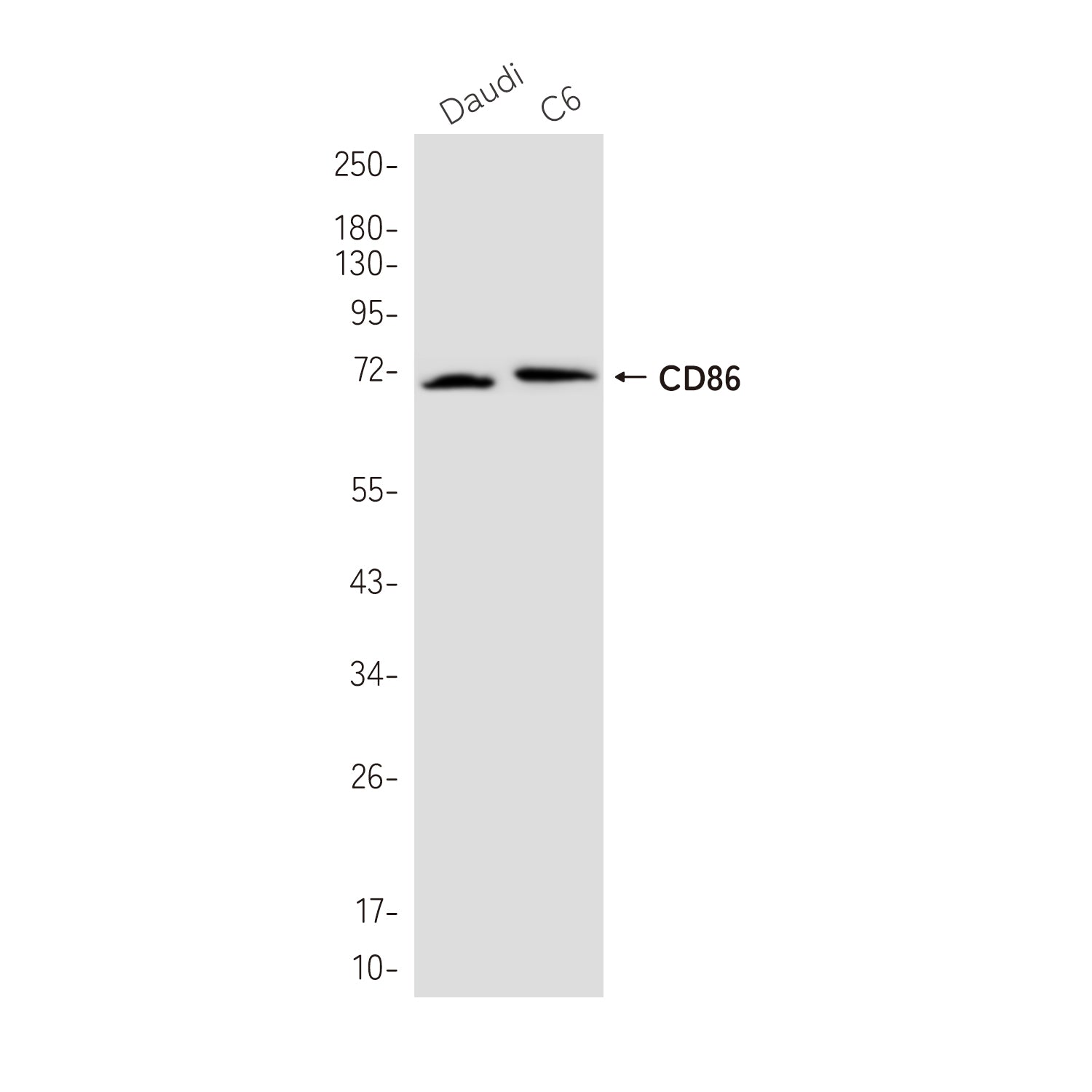 Anti-CD86 Rabbit Monoclonal Antibody