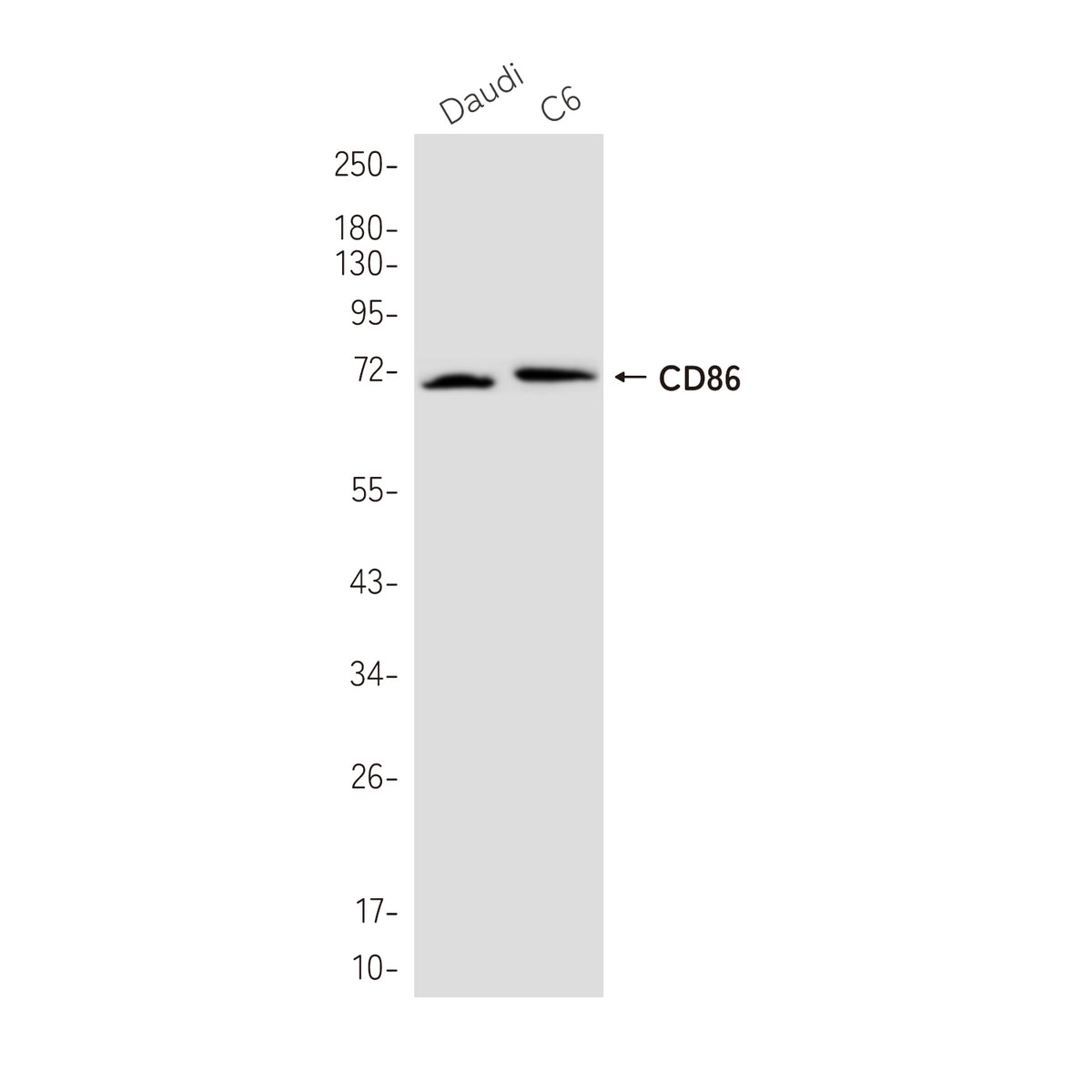 Anti-CD86 Rabbit Monoclonal Antibody