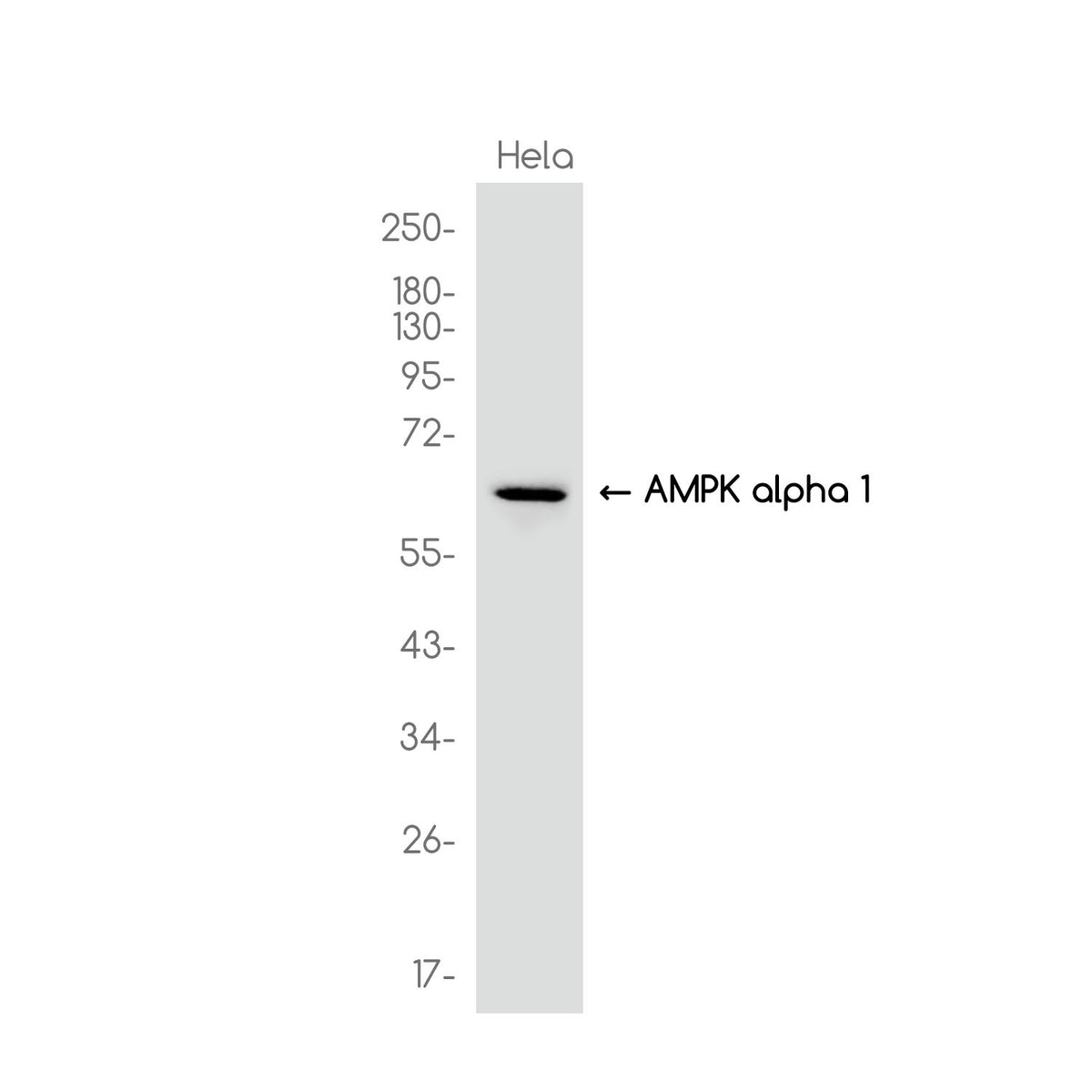 Anti-AMPK alpha 1 Rabbit Monoclonal Antibody
