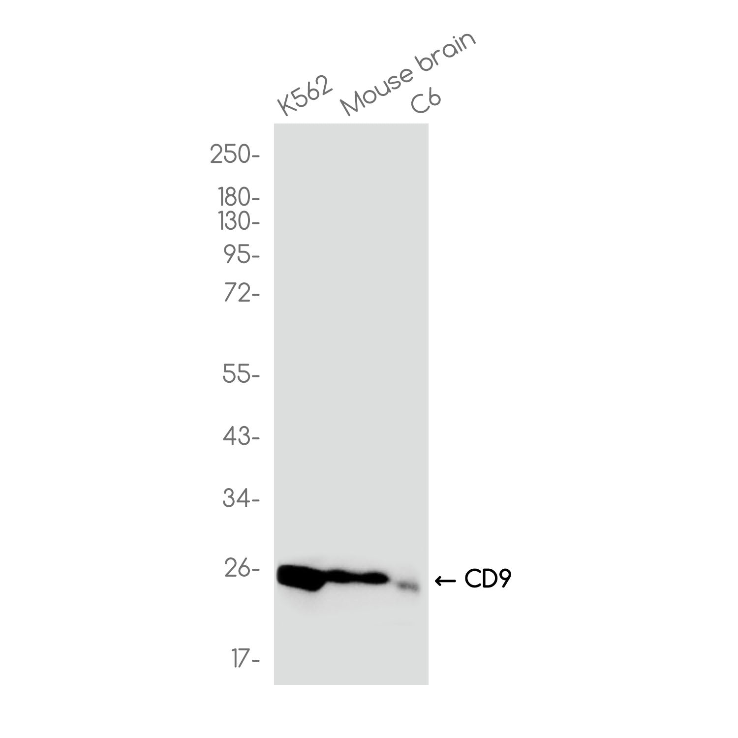 Anti-CD9 Rabbit Monoclonal Antibody