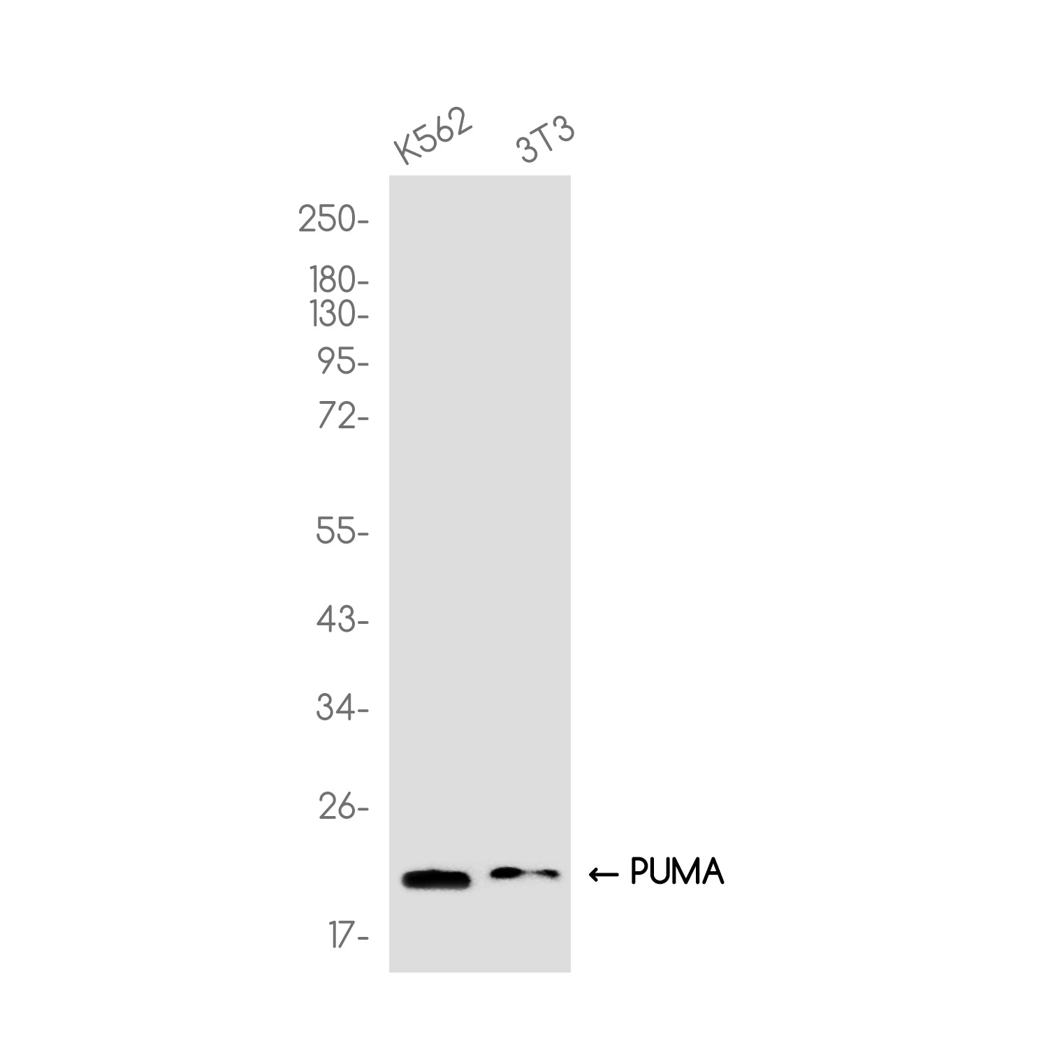Anti-PUMA Rabbit Monoclonal Antibody