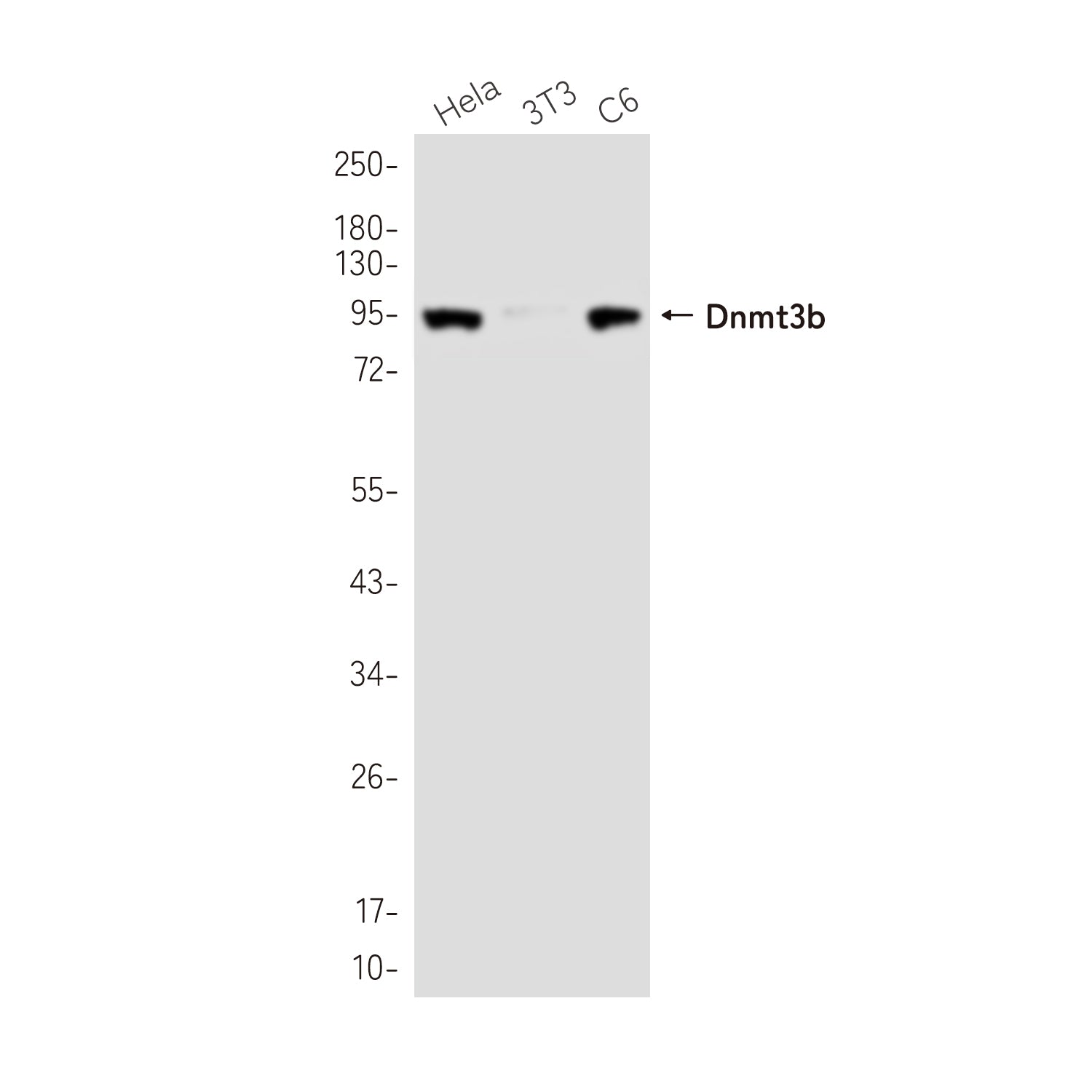 Anti-Dnmt3b Rabbit Monoclonal Antibody